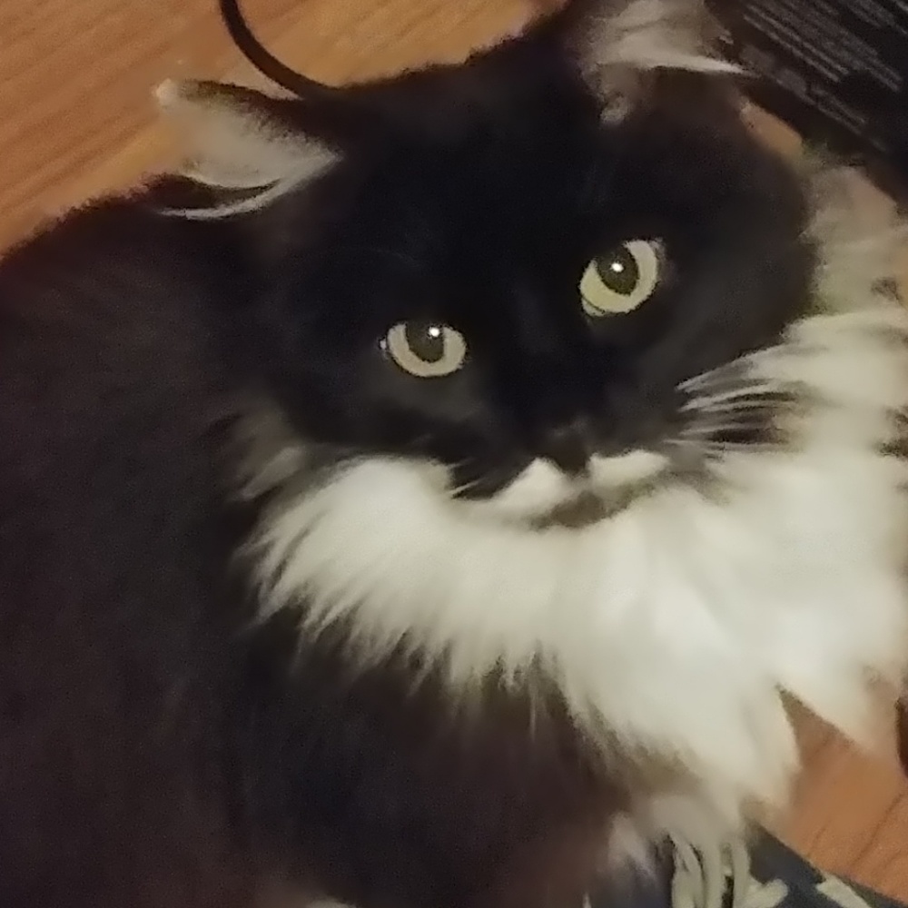 Meet your Posher, Tina